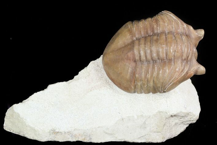 Asaphus Cornutus Trilobite - Russia #46011